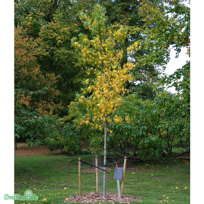 Liquidambar styraciflua 'Worplesdon' Stam 150cm