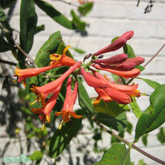 Lonicera brownii 'Dropmore Scarlet' C6 Spaljé