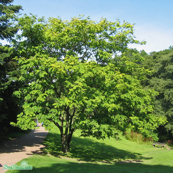 Maackia amurensis Solitär C20 125-150cm