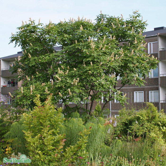 Maackia amurensis Solitär C20 125-150cm