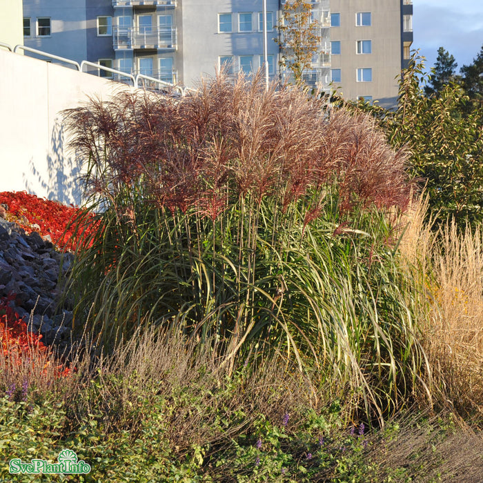 Miscanthus sinensis 'Malepartus' A-kval C2