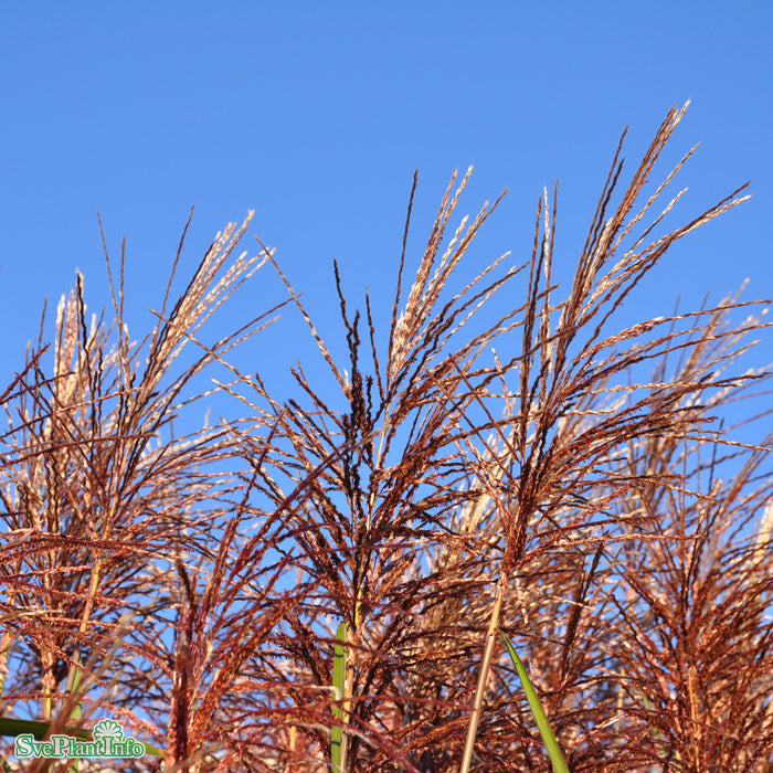Miscanthus sinensis 'Malepartus' A-kval C2