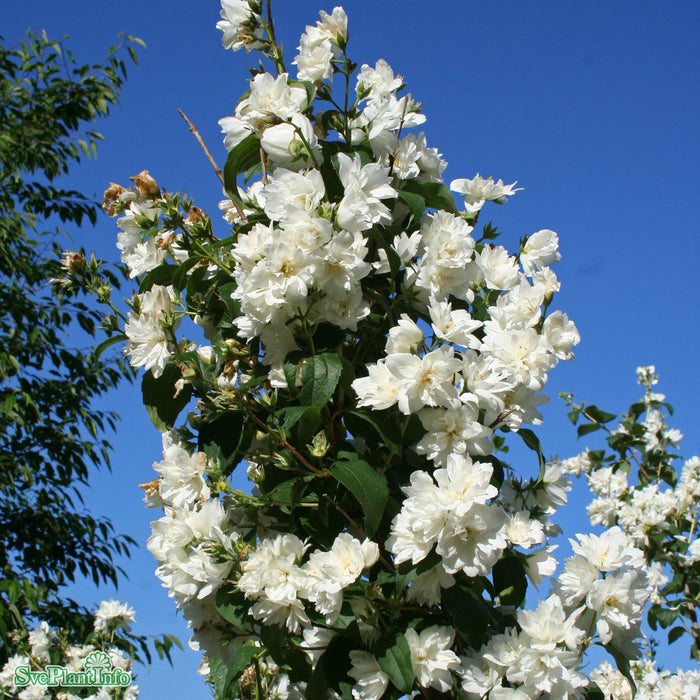 Philadelphus virginiana 'Schneesturm' Busk C5