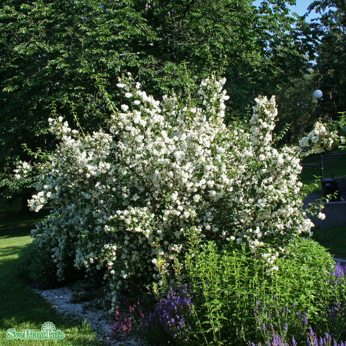Philadelphus (Virginalis) 'Schneesturm' Solitär Kl 125-150cm