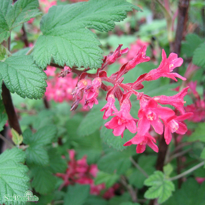 Ribes sanguineum 'King Edward VII' Solitär C10 80-100cm