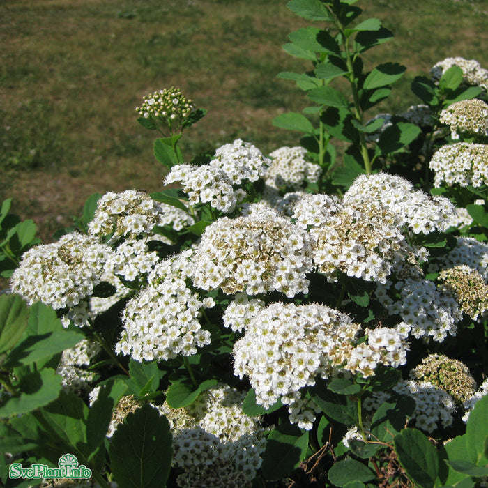 Aronia melanocarpa 'Hugin'