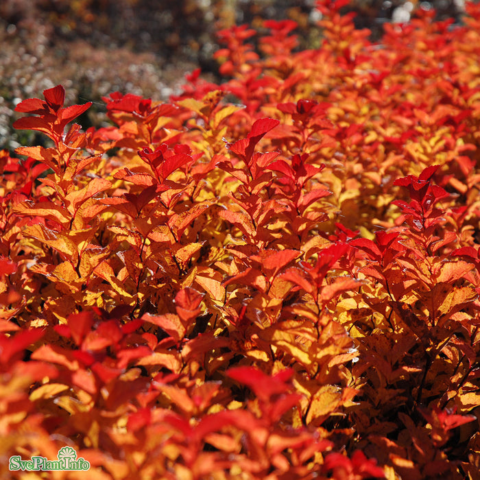 Spiraea densiflora C3