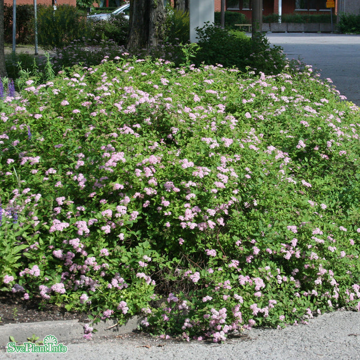 Spiraea japonica 'Little Princess' Busk C2