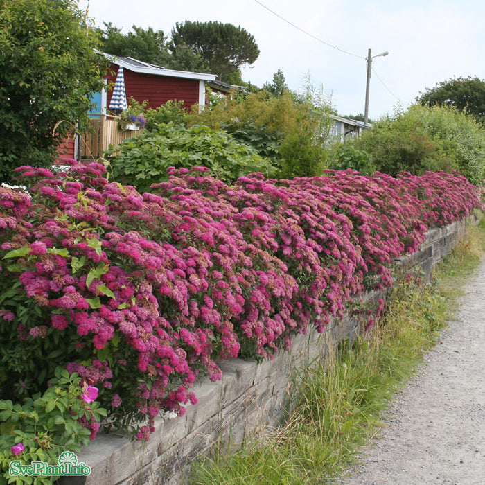 Spiraea japonica 'Anthony Waterer' Busk C2,8 30-40cm