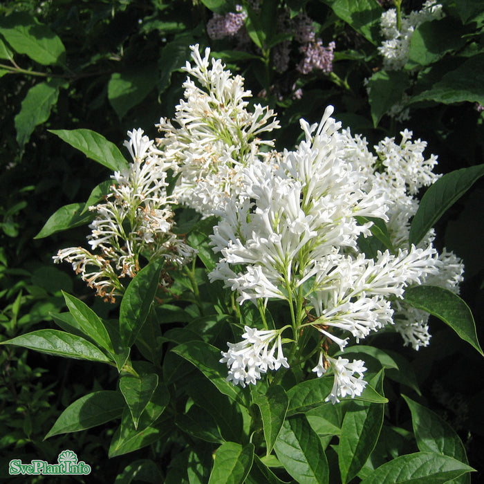 Syringa josikaea 'Holger' Solitär C20 125-150cm