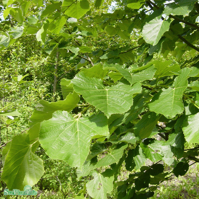 Tilia tomentosa 'Brabant' Högstam Kl So 12-14