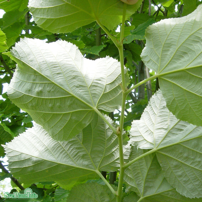 Tilia tomentosa 'Brabant' Högstam Kl So 12-14