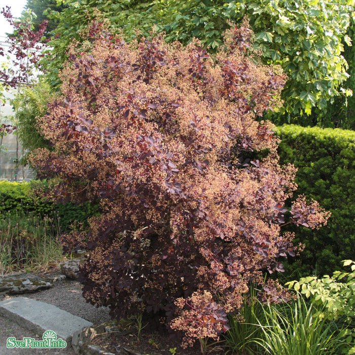 Cotinus coggygria Royal Purple C 3,4