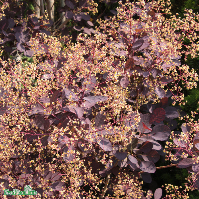 Cotinus coggygria 'Royal Purple' C2,8 30-40cm