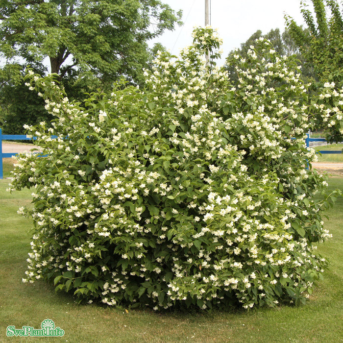 Philadelphus coronarius Solitär Kl 150-200cm