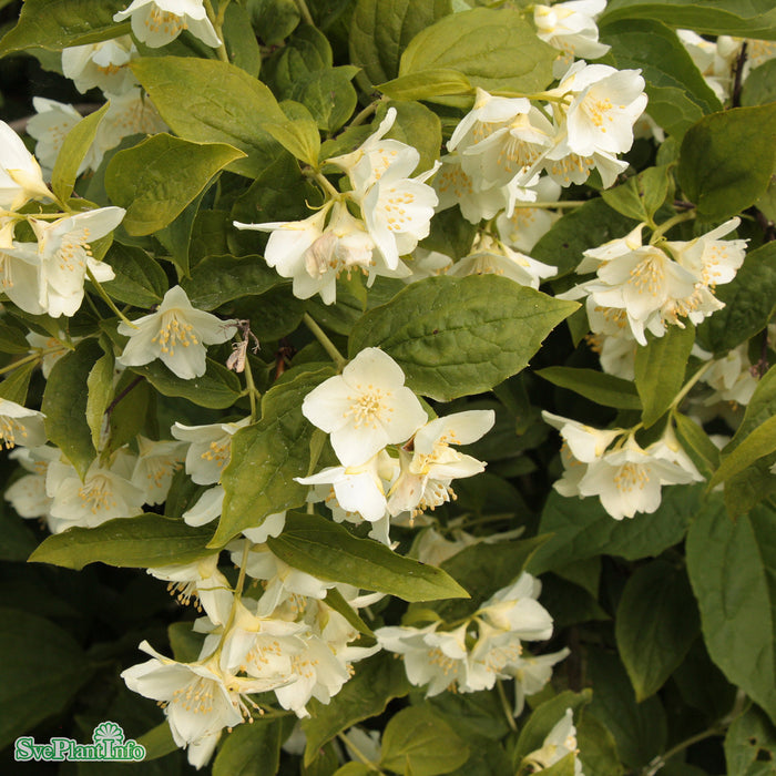 Philadelphus coronarius Kl 200-250cm