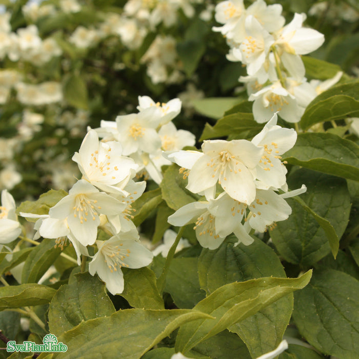 Philadelphus coronarius Solitär Kl 150-200cm