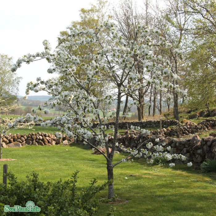 Prunus avium 'Stella' E P.Colt Stam 2-års A-kval Co