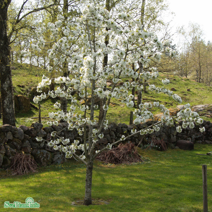 Prunus avium 'Stella' E P.Colt Ompl. 5-6 år K