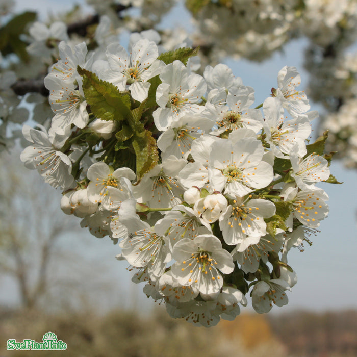 Prunus avium 'Stella' E P.Colt Ompl. 5-6 år K