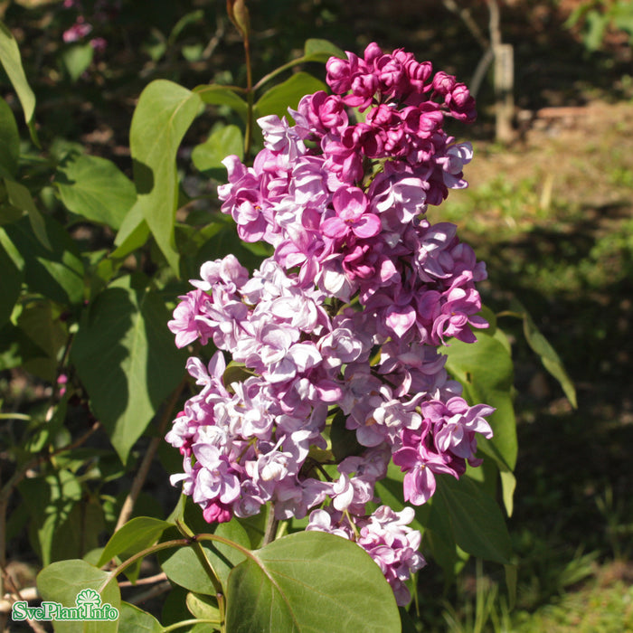 Syringa vulgaris 'Prince Wolkonsky' C10 60-80cm