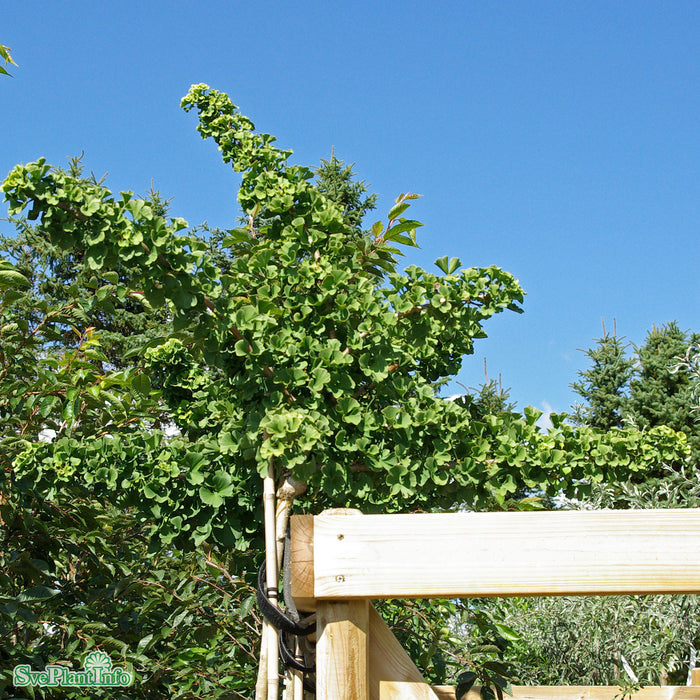 Ginkgo biloba 'Mariken' Stam C10 120cm