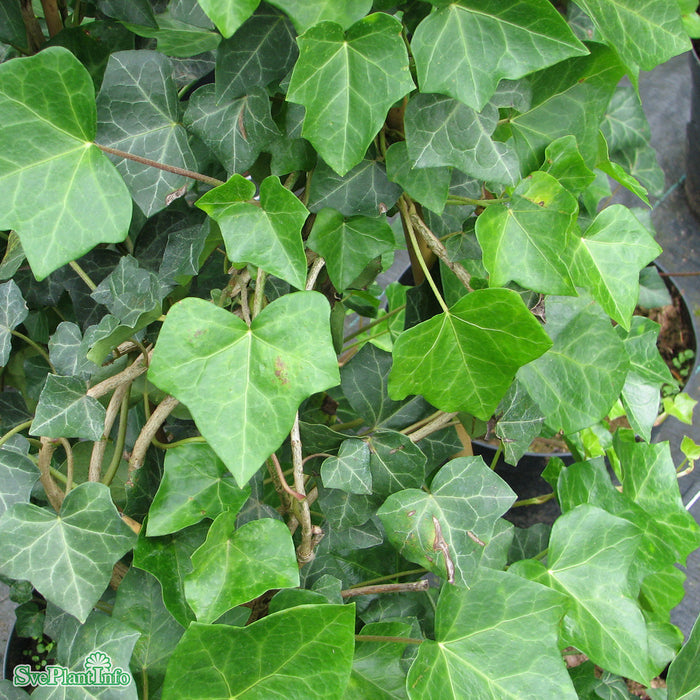 Hedera helix hibernica A-Kval C5