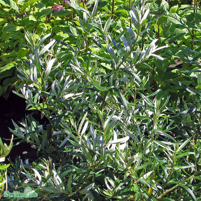 Hippophae rhamnoides 'Romeo' Busk C3,5