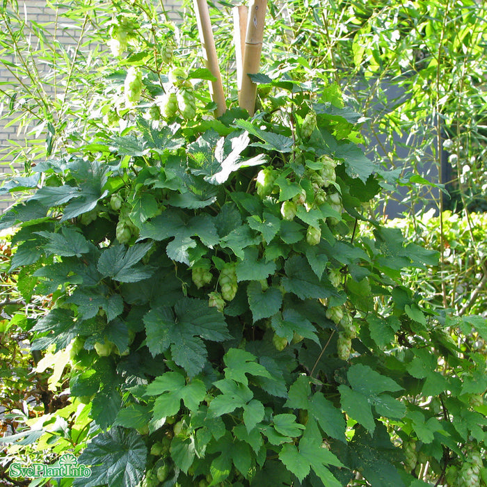 Humulus lupulus 'Nordbrau' C3