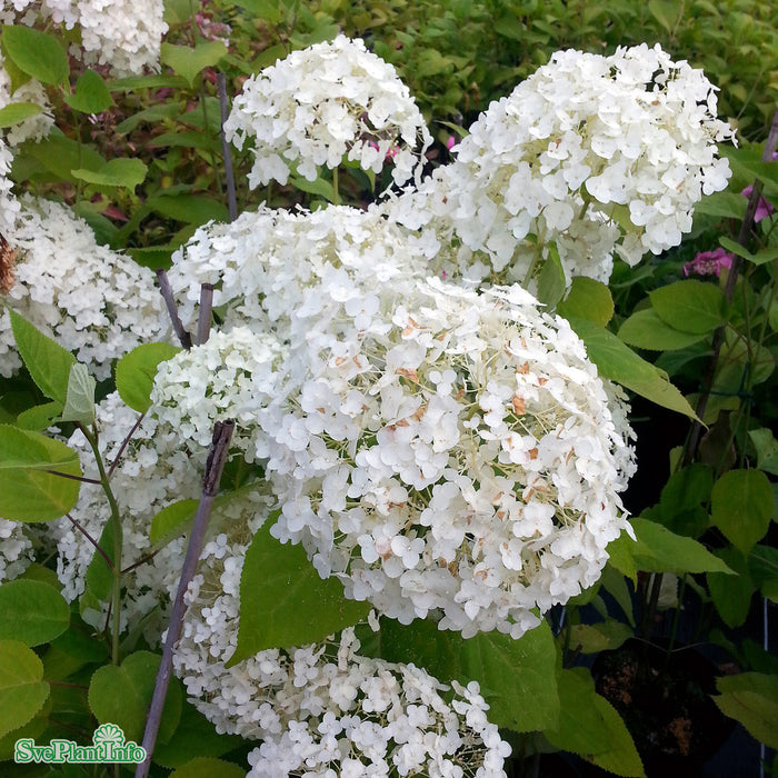 Hydrangea arborescens 'Incrediball' Busk C5