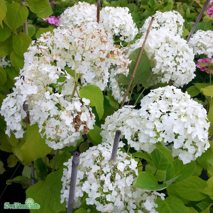 Hydrangea arborescens 'Strong Annabelle' C3 30-40cm