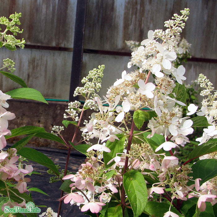 Hydrangea paniculata 'Pinky Winky' C6