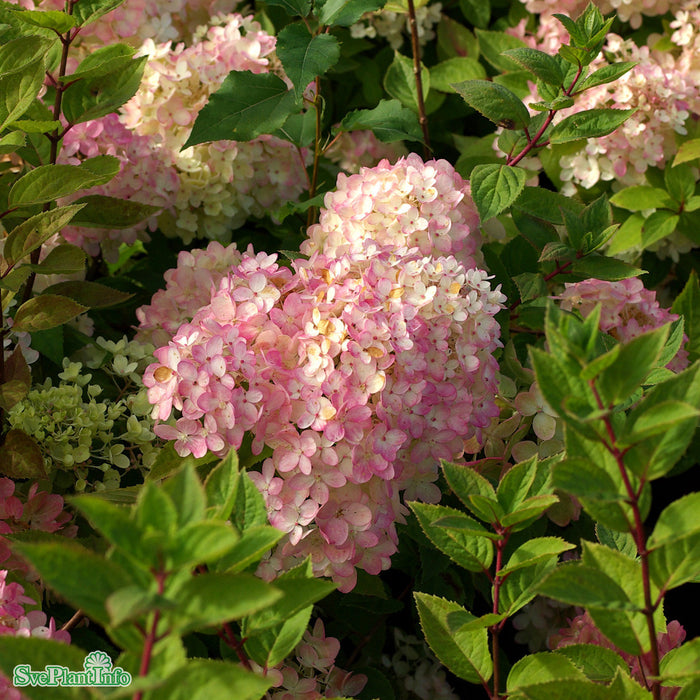 Hydrangea paniculata 'Compacta' Busk C5