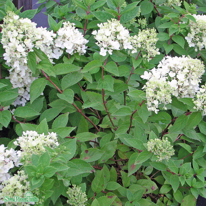 Hydrangea paniculata 'Compacta' Busk C5