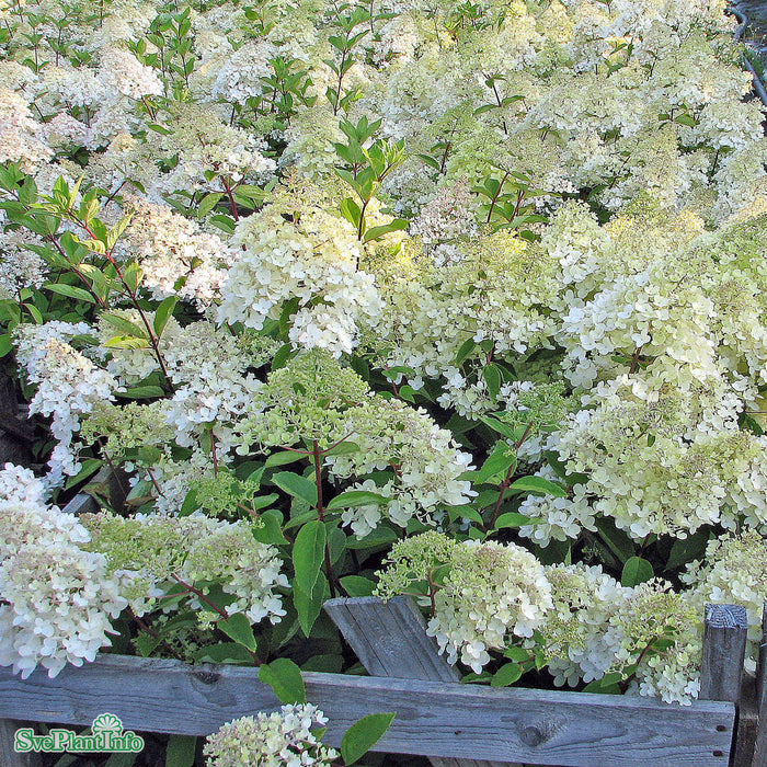Hydrangea paniculata 'Grandiflora' Busk C5