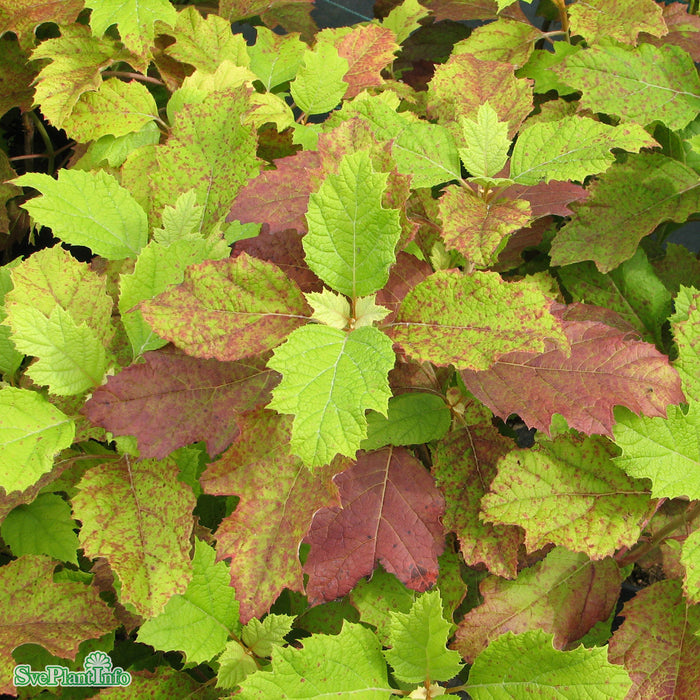 Hydrangea quercifolia 'Ice Crystal' Busk C3 25-30cm