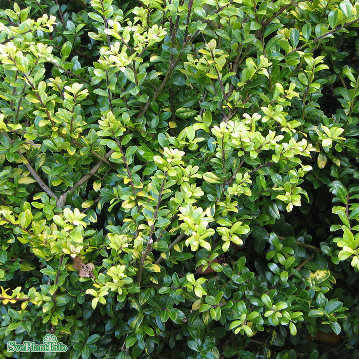 Ilex crenata 'Glorie Gem' Klotform 25-30cm C4,5