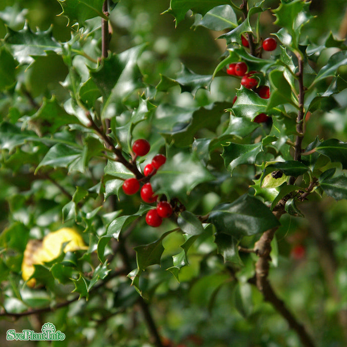 Ilex x meserveae 'Blue Angel' Busk C10 40-50cm