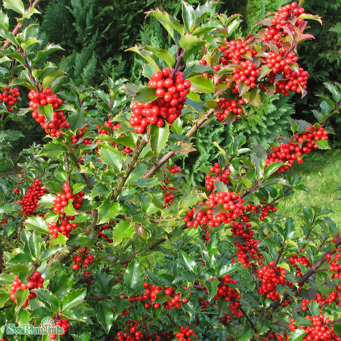 Ilex x meserveae 'Blue Maid' Klotform C12 40cm