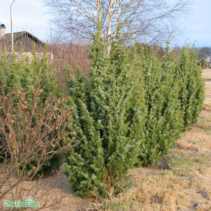 Juniperus communis 'Meyer' 60-80cm C15