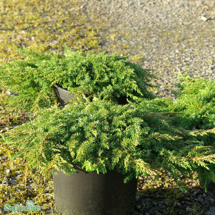 Juniperus communis 'Green Carpet' 30-40cm C3,5