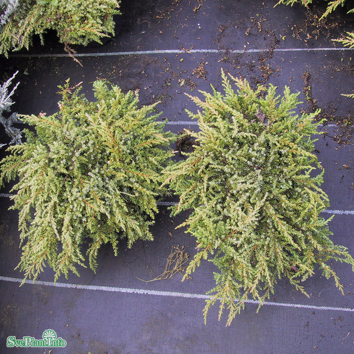 Juniperus communis 'Green Carpet' 30-40cm C3,5