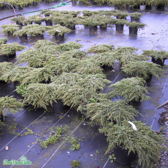 Juniperus communis 'Green Carpet' C6 30-40cm