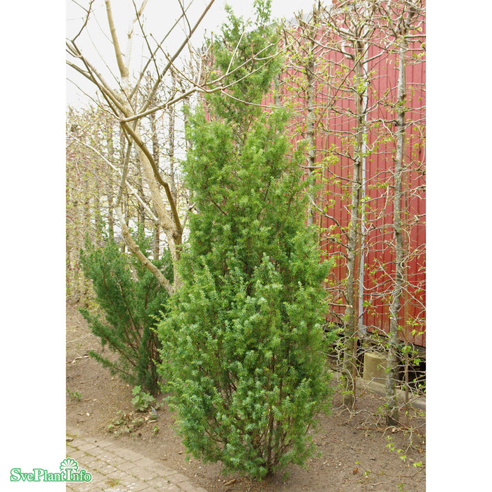 Juniperus communis 'Meyer' Solitär 125-150cm