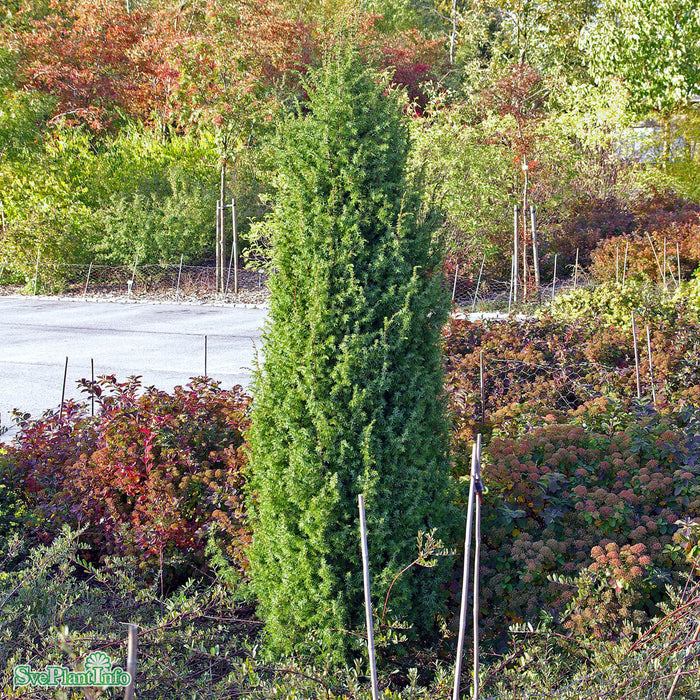 Juniperus communis 'Vemboö' E 80-100 cm C15