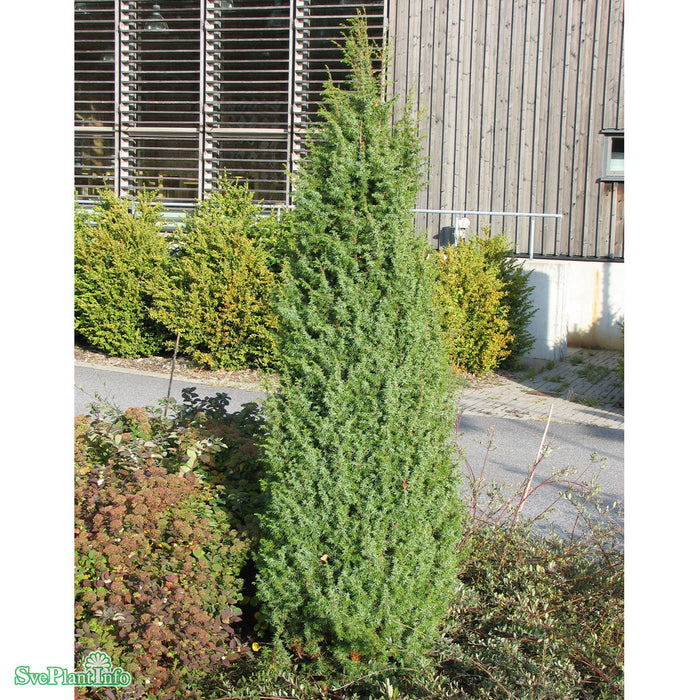 Juniperus communis 'Vemboö' E 80-100 cm C15