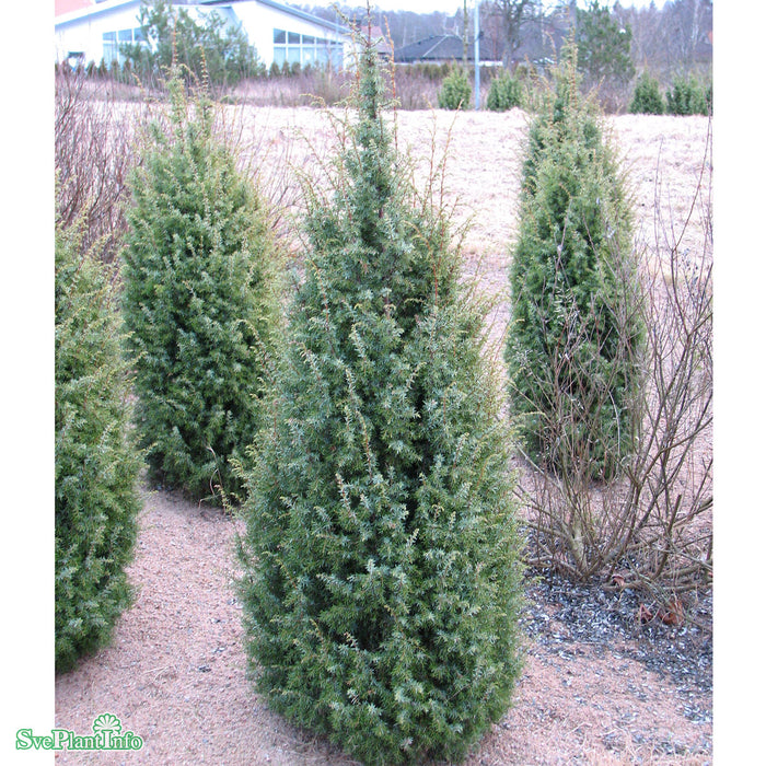 Juniperus communis f. suecica Solitär Kl 125-150cm