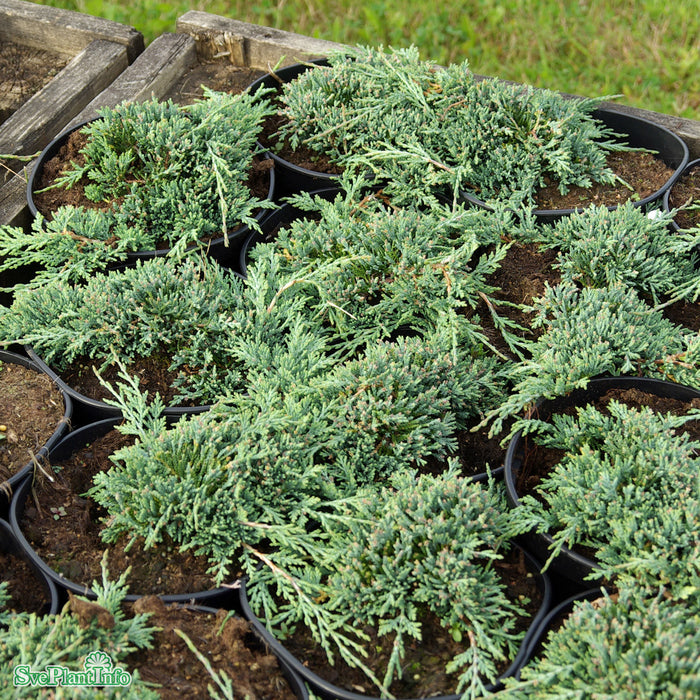 Juniperus horizontalis 'Icee Blue'  C4,6 25-30cm