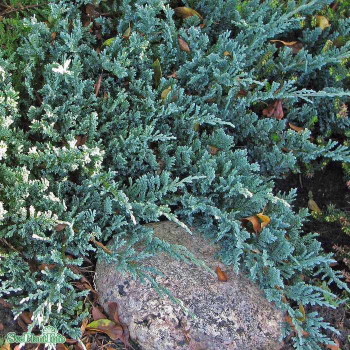 Juniperus horizontalis 'Blue Chip' C2,5 25-30cm