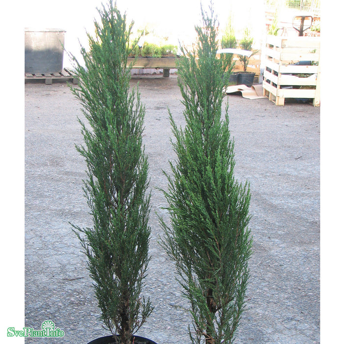 Juniperus scopulorum 'Blue Arrow' Solitär C 18 100-125cm